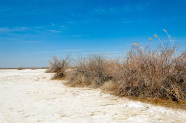 tuzlu su, tuz bataklığı. Etkin badlands. Tek çalı. Kazakistan