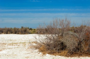 tuzlu su, tuz bataklığı. Etkin badlands. Tek çalı. Kazakistan