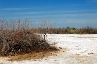 tuzlu su, tuz bataklığı. Etkin badlands. Tek çalı. Kazakistan