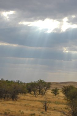 Woodless, zavallı nemi ve genellikle düz ile kuru iklim bölgesinde otsu bitki örtüsü bozkır. çayır, veld, veldt