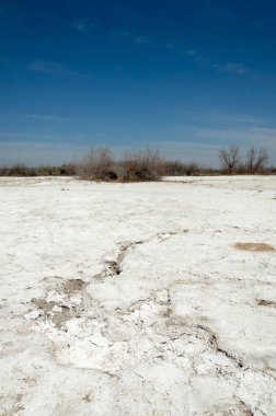 tuzlu su, tuz bataklığı. Etkin badlands. Tek çalı. Kazakistan