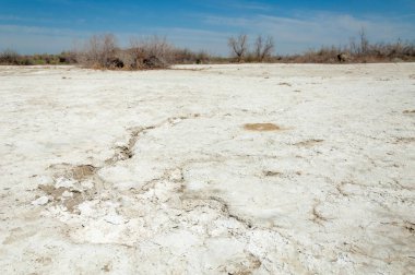 tuzlu su, tuz bataklığı. Etkin badlands. Tek çalı. Kazakistan