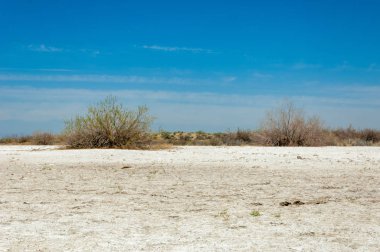 tuzlu su, tuz bataklığı. Etkin badlands. Tek çalı. Kazakistan