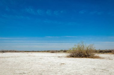tuzlu su, tuz bataklığı. Etkin badlands. Tek çalı. Kazakistan