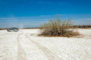 tuzlu su, tuz bataklığı. Etkin badlands. Tek çalı. Kazakistan