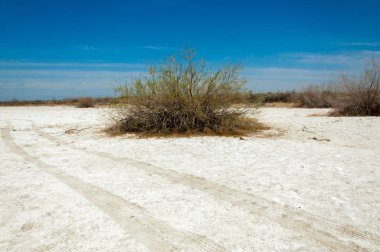 tuzlu su, tuz bataklığı. Etkin badlands. Tek çalı. Kazakistan