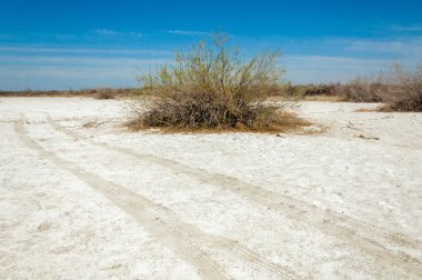 tuzlu su, tuz bataklığı. Etkin badlands. Tek çalı. Kazakistan