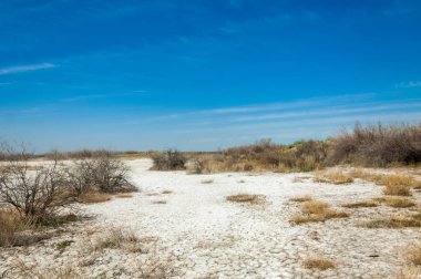 tuzlu su, tuz bataklığı. Etkin badlands. Tek çalı. Kazakistan