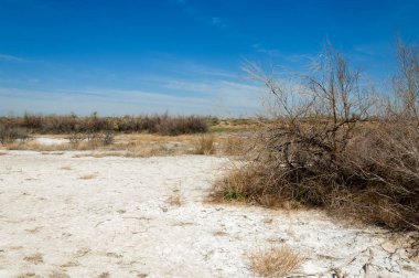tuzlu su, tuz bataklığı. Etkin badlands. Tek çalı. Kazakistan