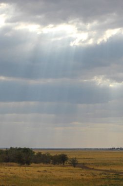 Woodless, zavallı nemi ve genellikle düz ile kuru iklim bölgesinde otsu bitki örtüsü bozkır. çayır, veld, veldt