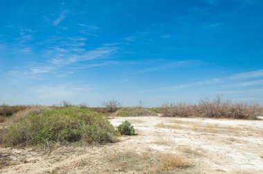 tuzlu su, tuz bataklığı. Etkin badlands. Tek çalı. Kazakistan