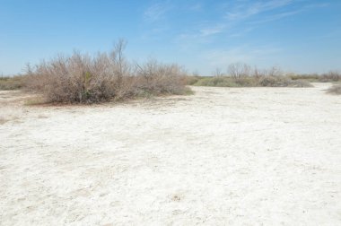 tuzlu su, tuz bataklığı. Etkin badlands. Tek çalı. Kazakistan
