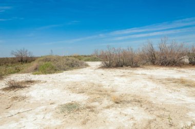 tuzlu su, tuz bataklığı. Etkin badlands. Tek çalı. Kazakistan