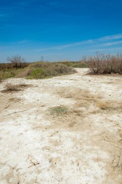 tuzlu su, tuz bataklığı. Etkin badlands. Tek çalı. Kazakistan