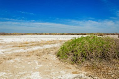 tuzlu su, tuz bataklığı. Etkin badlands. Tek çalı. Kazakistan