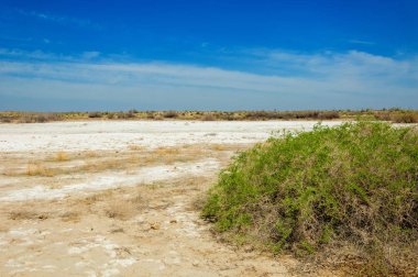 tuzlu su, tuz bataklığı. Etkin badlands. Tek çalı. Kazakistan