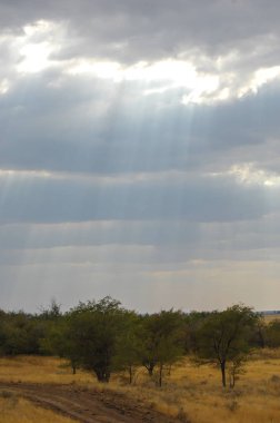 Woodless, zavallı nemi ve genellikle düz ile kuru iklim bölgesinde otsu bitki örtüsü bozkır. çayır, veld, veldt