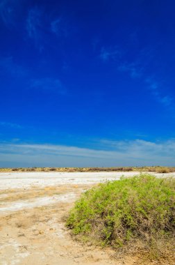 tuzlu su, tuz bataklığı. Etkin badlands. Tek çalı. Kazakistan