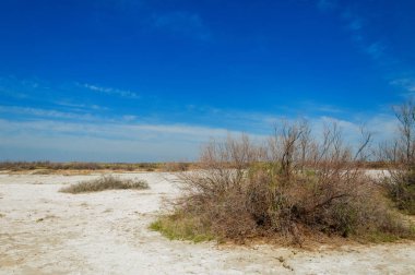 tuzlu su, tuz bataklığı. Etkin badlands. Tek çalı. Kazakistan