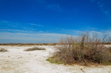 tuzlu su, tuz bataklığı. Etkin badlands. Tek çalı. Kazakistan