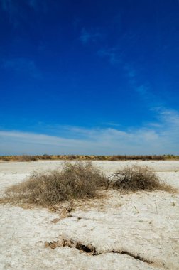 tuzlu su, tuz bataklığı. Etkin badlands. Tek çalı. Kazakistan
