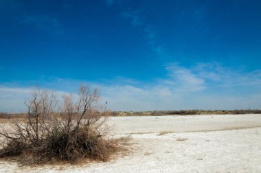 tuzlu su, tuz bataklığı. Etkin badlands. Tek çalı. Kazakistan