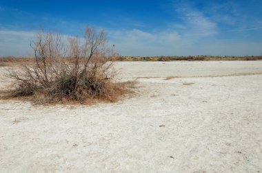 tuzlu su, tuz bataklığı. Etkin badlands. Tek çalı. Kazakistan