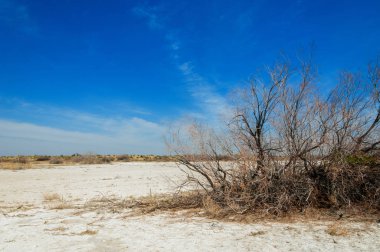tuzlu su, tuz bataklığı. Etkin badlands. Tek çalı. Kazakistan