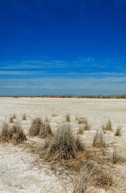 tuzlu su, tuz bataklığı. Etkin badlands. Tek çalı. Kazakistan