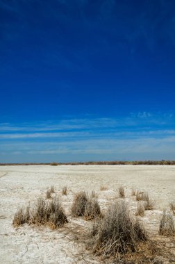 tuzlu su, tuz bataklığı. Etkin badlands. Tek çalı. Kazakistan