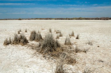 tuzlu su, tuz bataklığı. Etkin badlands. Tek çalı. Kazakistan