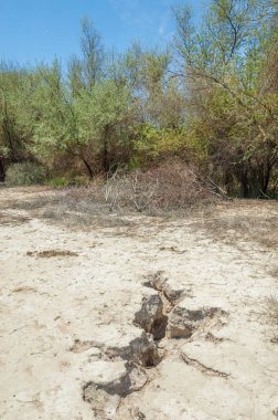 tuzlu su, tuz bataklığı. Etkin badlands. Tek çalı. Kazakistan
