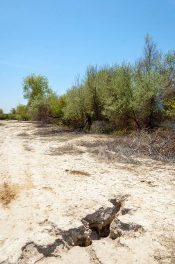 tuzlu su, tuz bataklığı. Etkin badlands. Tek çalı. Kazakistan
