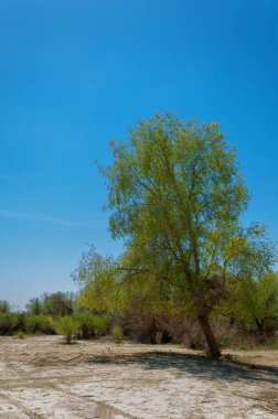 tuzlu su, tuz bataklığı. Etkin badlands. Tek çalı. Kazakistan