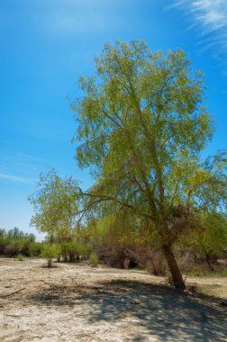tuzlu su, tuz bataklığı. Etkin badlands. Tek çalı. Kazakistan