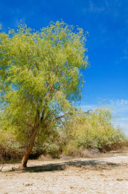 tuzlu su, tuz bataklığı. Etkin badlands. Tek çalı. Kazakistan
