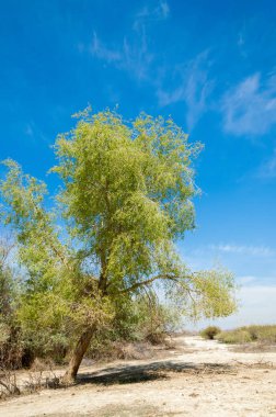 tuzlu su, tuz bataklığı. Etkin badlands. Tek çalı. Kazakistan