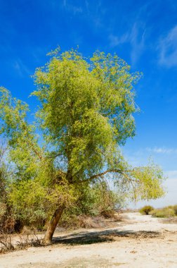tuzlu su, tuz bataklığı. Etkin badlands. Tek çalı. Kazakistan