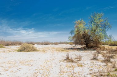 tuzlu su, tuz bataklığı. Etkin badlands. Tek çalı. Kazakistan