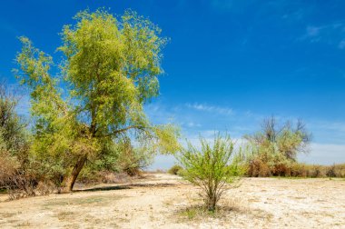 tuzlu su, tuz bataklığı. Etkin badlands. Tek çalı. Kazakistan