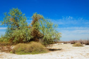 tuzlu su, tuz bataklığı. Etkin badlands. Tek çalı. Kazakistan