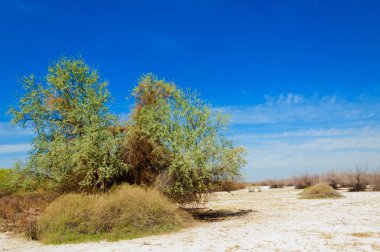 tuzlu su, tuz bataklığı. Etkin badlands. Tek çalı. Kazakistan