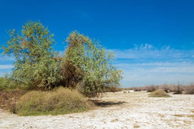 tuzlu su, tuz bataklığı. Etkin badlands. Tek çalı. Kazakistan