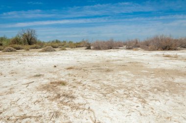 tuzlu su, tuz bataklığı. Etkin badlands. Tek çalı. Kazakistan