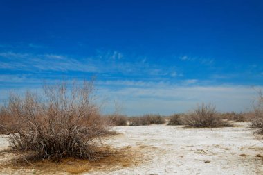 tuzlu su, tuz bataklığı. Etkin badlands. Tek çalı. Kazakistan