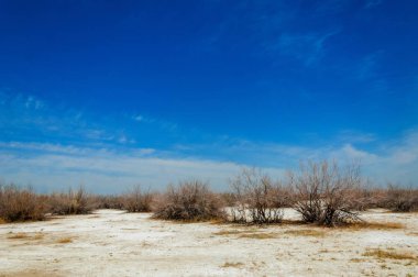 tuzlu su, tuz bataklığı. Etkin badlands. Tek çalı. Kazakistan