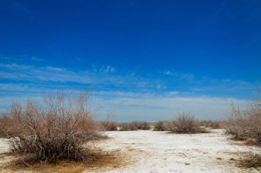 tuzlu su, tuz bataklığı. Etkin badlands. Tek çalı. Kazakistan