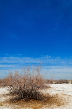 tuzlu su, tuz bataklığı. Etkin badlands. Tek çalı. Kazakistan
