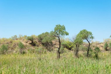  Bozkır yaz. Turgai kapısı. Turgai Kaydet. Milli Parkı 