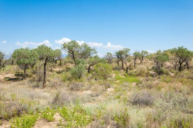  Bozkır yaz. Turgai kapısı. Turgai Kaydet. Milli Parkı 